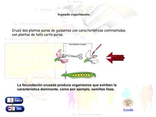 Segundo experimento Cruzó dos plantas puras de guisantes con características contrastadas, con plantas de tallo corto puras. La fecundación cruzada produce organismos que exhiben la característica dominante, como por ejemplo, semillas lisas. 