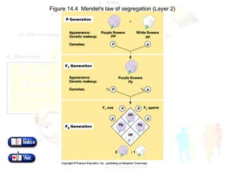 Figure 14.4  Mendel’s law of segregation (Layer 2) 