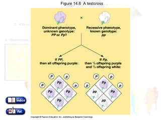 Figure 14.6  A testcross 
