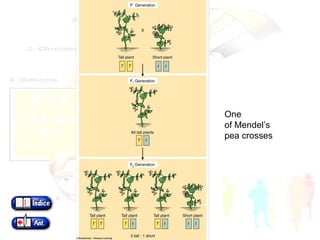 One of Mendel’s pea crosses 