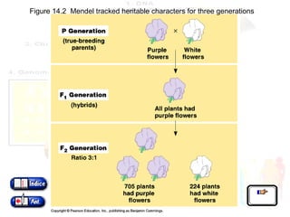 Figure 14.2  Mendel tracked heritable characters for three generations 