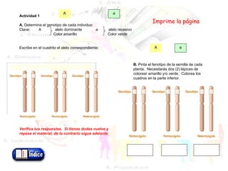   Actividad 1   A.  Determina el genotipo de cada individuo Clave:  A  alelo dominante  a  alelo recesivo Color amarillo  Color verde     Escribe en el cuadrito el alelo correspondiente:                               Verifica tus respuestas.  Si tienes dudas vuelve y  repasa el material, de lo contrario sigue adelante.   A a A a     B.  Pinta el fenotipo de la semilla de cada planta.  Necesitarás dos (2) lápices de colorear amarillo y/o verde.  Colorea los cuadros en la parte inferior. Imprime la página 