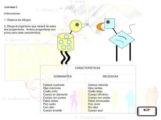 Actividad 2   Instrucciones:    1. Observa los dibujos.   2. Dibuja el organismo que nacerá de estos dos progenitores.  Ambos progenitores son puros para cada característica.           CARACTERÍSTICAS  DOMINANTES RECESIVAS Cabeza cuadrada Ojos marrones Cuello corto Cuerpo en diamante Cuerpo con puntos Patas rectas Pico caído Con rabo Cuerpo amarillo Cabeza redonda Ojos verdes Cuello largo Cuerpo cilíndrico Cuerpo con ondas Patas enroscadas Pico recto Sin rabo Cuerpo azul 