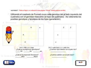   Actividad 3  Pulsa el lápiz y   te enlazará a una página “Word” donde podrás escribir.     Utilizando el cuadrado de Punnett cruza cada genotipo (en el lado izquierdo del cuadrado) con el genotipo masculino (al tope del cuadrado).  Así obtendrás los posibles genotipos y fenotipos de los hijos (generación).           Si  C = ojos  verdes y c = ojos marrones ¿Cuántos ojos serán puros? ¿Cuántos ojos serán híbridos? _______________  __________________                 ¿Dudas? Repasa de nuevo la información de la página 13 y vuelve a estudiar las transparencias.  Si no, continúa con el módulo. Si A = Alto y a = bajo  Si Z = pelo lacio y z = pelo rizo ¿Cuál es la proporción genotípica?  ¿Cuántos hijos saldrán con el pelo rizo? _____ AA  _______Aa  ________aa  __________________   ¿Cuál es la proporción fenotípica?  ¿Cuántos saldrán con el pelo lacio? _______altos  ________Bajos  _________________     Z   Z   z       z         A   a   A       A     