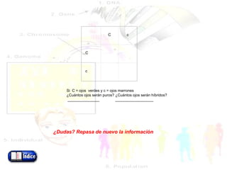 Si  C = ojos  verdes y c = ojos marrones ¿Cuántos ojos serán puros? ¿Cuántos ojos serán híbridos? _______________  __________________     ¿Dudas? Repasa de nuevo la información         C   c   C       c     
