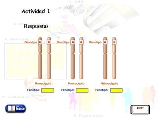 Respuestas       Actividad 1     Respuestas         