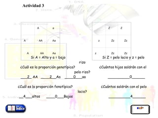                 Si A = Alto y a = bajo  Si Z = pelo lacio y z = pelo rizo   ¿Cuál es la proporción genotípica?  ¿Cuántos hijos saldrán con el pelo rizo?  ___ 2_  AA  ____ 2 __Aa  ____ 0 ___aa  __________0______   ¿Cuál es la proporción fenotípica?  ¿Cuántos saldrán con el pelo lacio? __4___altos  ____0___Bajos  __________4______     Actividad 3               A   a   A   AA   Aa   A   AA   Aa     Z   Z   z   Zz   Zz   z   Zz   Zz 