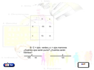     Si  C = ojos  verdes y c = ojos marrones ¿Cuántos ojos serán puros? ¿Cuántos serán híbridos? ______2________   __________2_______ CC  cc  Cc         C   c   C   CC   Cc   c   Cc   cc 