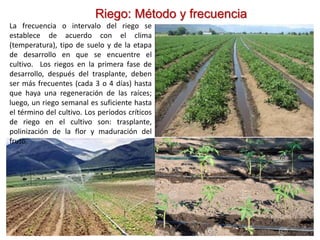 Riego: Método y frecuencia
La frecuencia o intervalo del riego se
establece de acuerdo con el clima
(temperatura), tipo de suelo y de la etapa
de desarrollo en que se encuentre el
cultivo. Los riegos en la primera fase de
desarrollo, después del trasplante, deben
ser más frecuentes (cada 3 o 4 días) hasta
que haya una regeneración de las raíces;
luego, un riego semanal es suficiente hasta
el término del cultivo. Los períodos críticos
de riego en el cultivo son: trasplante,
polinización de la flor y maduración del
fruto.
 