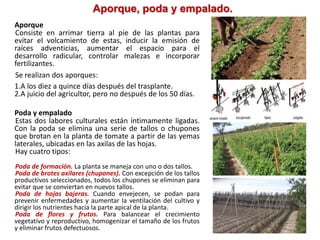 Aporque, poda y empalado.
Aporque
Consiste en arrimar tierra al pie de las plantas para
evitar el volcamiento de estas, inducir la emisión de
raíces adventicias, aumentar el espacio para el
desarrollo radicular, controlar malezas e incorporar
fertilizantes.
Se realizan dos aporques:
1.A los diez a quince días después del trasplante.
2.A juicio del agricultor, pero no después de los 50 días.
Poda y empalado
Estas dos labores culturales están íntimamente ligadas.
Con la poda se elimina una serie de tallos o chupones
que brotan en la planta de tomate a partir de las yemas
laterales, ubicadas en las axilas de las hojas.
Hay cuatro tipos:
Poda de formación. La planta se maneja con uno o dos tallos.
Poda de brotes axilares (chupones). Con excepción de los tallos
productivos seleccionados, todos los chupones se eliminan para
evitar que se conviertan en nuevos tallos.
Poda de hojas bajeras. Cuando envejecen, se podan para
prevenir enfermedades y aumentar la ventilación del cultivo y
dirigir los nutrientes hacia la parte apical de la planta.
Poda de flores y frutos. Para balancear el crecimiento
vegetativo y reproductivo, homogenizar el tamaño de los frutos
y eliminar frutos defectuosos.
 