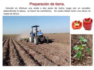 Preparación de tierra.
Consiste en efectuar una arada y dos pases de rastra; luego con un surcador,
dependiendo la época, se hacen los camellones, los cuales deben tener una altura no
mayor de 30 cm.
 