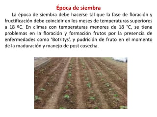 Época de siembra
La época de siembra debe hacerse tal que la fase de floración y
fructificación debe coincidir en los meses de temperaturas superiores
a 18 ºC. En climas con temperaturas menores de 18 °C, se tiene
problemas en la floración y formación frutos por la presencia de
enfermedades como ‘Botritys’, y pudrición de fruto en el momento
de la maduración y manejo de post cosecha.
 