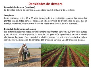 Densidades de siembra
Densidad de siembra (semillero)
La densidad óptima de siembra recomendada es de 6 a 8 g/m2 de semillero.
Trasplante
Debe realizarse entre 30 y 35 días después de la germinación, cuando las pequeñas
plantas estarán listas para ser llevadas al sitio definitivo de crecimiento. Al igual que el
tomate, lo ideal es realizar el trasplante en horas de la tarde o en días nublados.
Densidad de siembra en el campo
Las distancias recomendadas para la siembra de pimentón son: 80 a 120 cm entre surcos
y de 20 a 40 cm entre plantas, lo que da una población aproximada de 30 a 35.000
plantas por hectárea. En el caso de los híbridos (mayor crecimiento vegetativo) se deben
incrementar las distancias de siembra a 150 cm entre surcos y 50 a 60 cm entre plantas.
 