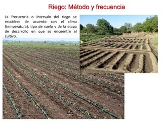 Riego: Método y frecuencia
La frecuencia o intervalo del riego se
establece de acuerdo con el clima
(temperatura), tipo de suelo y de la etapa
de desarrollo en que se encuentre el
cultivo.
 