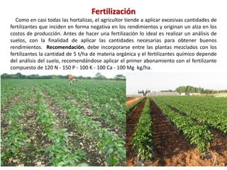 Fertilización
Como en casi todas las hortalizas, el agricultor tiende a aplicar excesivas cantidades de
fertilizantes que inciden en forma negativa en los rendimientos y originan un alza en los
costos de producción. Antes de hacer una fertilización lo ideal es realizar un análisis de
suelos, con la finalidad de aplicar las cantidades necesarias para obtener buenos
rendimientos. Recomendación, debe incorporarse entre las plantas mezclados con los
fertilizantes la cantidad de 5 t/ha de materia orgánica y el fertilizantes químico depende
del análisis del suelo, recomendándose aplicar el primer abonamiento con el fertilizante
compuesto de 120 N - 150 P - 100 K - 100 Ca - 100 Mg kg/ha.
 