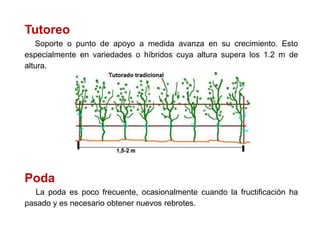 Tutoreo
Soporte o punto de apoyo a medida avanza en su crecimiento. Esto
especialmente en variedades o híbridos cuya altura supera los 1.2 m de
altura.
Poda
La poda es poco frecuente, ocasionalmente cuando la fructificación ha
pasado y es necesario obtener nuevos rebrotes.
 