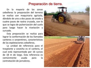 Preparación de tierra.
En la mayoría de las zonas
cebolleras la preparación del terreno
se realiza con maquinaria agrícola,
dándole de uno a dos pases de arado y
cuatro pases de rastra cruzada, con lo
que se logra de pulverización del suelo
para luego hacer la nivelación y
surcado.
Esta preparación se realiza para
lograr la conformación de los llamados
canteros o serpentines, característicos
de las explotaciones cebolleras.
La unidad de referencia para el
trasplante y cosecha es el cantero, el
cual está representado por 16 surcos
de 18 m de largo. Esta referencia es
comúnmente usada para la
contratación de jornaleros.
 