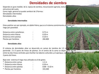 Densidades de siembra
Depende en gran medida de la época de siembra, mecanización agrícola, textura y
estructura del suelo.
Como regla general se puede sembrar de 2 formas:
Densidades intermedias
Densidades altas
Densidades Intermedias
Estas podrían ser por ejemplo, en doble hilera; que es el sistema comúnmente utilizado con
riego por gravedad.
Distancia entre camellones : 0.75 m
Distancia entre hileras : 0.20 m
Distancia entre plantas : 0.10 m
Plantas por hectárea : 266.800
Densidades altas
El sistema de densidades altas se desarrolla en camas de siembra de 1.5 mt o 1.8 mt,
poniendo 2 ó 3 pares de líneas de plantas. En el centro de la cama se dejan unos 35 cm
entre las dos líneas centrales para facilitar las labores culturales y el aporque, cuando se usan
2 pares de líneas.
Bajo este sistema el riego mas utilizado es el de goteo.
* Distancia entre camas : 1.5 m
* Distancia entre hileras : 0.20 m
* Distancia entre plantas : 0.08 – 0.10 m
* Plantas por hectárea : 333,300
 