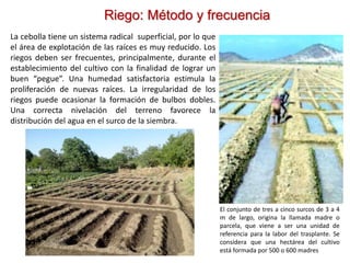 Riego: Método y frecuencia
La cebolla tiene un sistema radical superficial, por lo que
el área de explotación de las raíces es muy reducido. Los
riegos deben ser frecuentes, principalmente, durante el
establecimiento del cultivo con la finalidad de lograr un
buen “pegue”. Una humedad satisfactoria estimula la
proliferación de nuevas raíces. La irregularidad de los
riegos puede ocasionar la formación de bulbos dobles.
Una correcta nivelación del terreno favorece la
distribución del agua en el surco de la siembra.
El conjunto de tres a cinco surcos de 3 a 4
m de largo, origina la llamada madre o
parcela, que viene a ser una unidad de
referencia para la labor del trasplante. Se
considera que una hectárea del cultivo
está formada por 500 o 600 madres
 