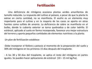 Fertilización
Una deficiencia de nitrógeno ocasiona plantas verdes amarillentas de
tamaño reducido. La respuesta del cultivo al potasio, a pesar de que la planta lo
extrae en cierta cantidad, no se manifiesta. El azufre es un elemento muy
importante para el cultivo y en la mayoría de los casos se aporta en otras
fuentes como sulfato de amonio. La deficiencia de cobre se manifiesta en el
bulbo, donde la cubierta exterior se torna quebradiza y de color ladrillo. El
estiércol, aplicado al suelo en forma incorporada, favorece una mejor estructura
del terreno y aporta pequeñas cantidades de elementos nutritivos a la planta.
Un plan de fertilización establece:
-Debe incorporar el fósforo y potasio al momento de la preparación del suelo y
30% del nitrógeno en los primeros 15 días después del trasplante.
- A los 30 y 50 días del trasplante, se aplica el resto del nitrógeno en partes
iguales. Se pueden hacer aplicaciones de estiércol (10 – 15 mil kg/ha).
 