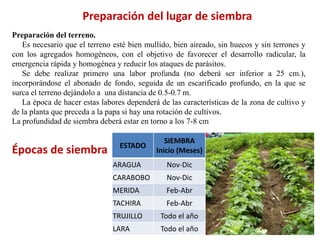 Preparación del lugar de siembra
Preparación del terreno.
Es necesario que el terreno esté bien mullido, bien aireado, sin huecos y sin terrones y
con los agregados homogéneos, con el objetivo de favorecer el desarrollo radicular, la
emergencia rápida y homogénea y reducir los ataques de parásitos.
Se debe realizar primero una labor profunda (no deberá ser inferior a 25 cm.),
incorporándose el abonado de fondo, seguida de un escarificado profundo, en la que se
surca el terreno dejándolo a una distancia de 0.5-0.7 m.
La época de hacer estas labores dependerá de las características de la zona de cultivo y
de la planta que preceda a la papa si hay una rotación de cultivos.
La profundidad de siembra deberá estar en torno a los 7-8 cm
ESTADO
SIEMBRA
Inicio (Meses)
ARAGUA Nov-Dic
CARABOBO Nov-Dic
MERIDA Feb-Abr
TACHIRA Feb-Abr
TRUJILLO Todo el año
LARA Todo el año
Épocas de siembra
 