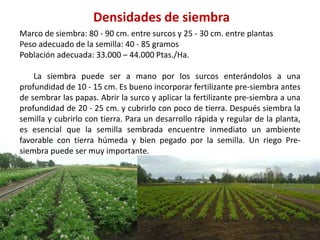 Densidades de siembra
Marco de siembra: 80 - 90 cm. entre surcos y 25 - 30 cm. entre plantas
Peso adecuado de la semilla: 40 - 85 gramos
Población adecuada: 33.000 – 44.000 Ptas./Ha.
La siembra puede ser a mano por los surcos enterándolos a una
profundidad de 10 - 15 cm. Es bueno incorporar fertilizante pre-siembra antes
de sembrar las papas. Abrir la surco y aplicar la fertilizante pre-siembra a una
profundidad de 20 - 25 cm. y cubrirlo con poco de tierra. Después siembra la
semilla y cubrirlo con tierra. Para un desarrollo rápida y regular de la planta,
es esencial que la semilla sembrada encuentre inmediato un ambiente
favorable con tierra húmeda y bien pegado por la semilla. Un riego Pre-
siembra puede ser muy importante.
 