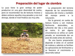 La yuca tiene la gran ventaja de poder
producirse en una gran diversidad de suelos,
pero se recomiendan los de texturas livianas y
deben evitarse aquellos muy pesados y con mal
drenaje, donde el nivel freático sea muy alto.
La preparación del terreno
depende de las características
texturales del mismo y también
del manejo previo a la
roturación.
Por lo general, en suelos de
textura liviana y con malezas
fácilmente destruibles, es
suficiente dar dos a tres pases
de rastra. Si por alguna
circunstancia se utiliza un suelo
pesado, se recomienda dar un
pase de arado antes de rastrear.
De una buena preparación
depende el éxito en el control
de malezas y además se facilitan
las aplicaciones de fertilizantes y
se favorece el crecimiento y
desarrollo radical
Preparación del lugar de siembra
 