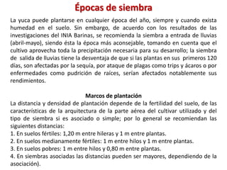 Épocas de siembra
La yuca puede plantarse en cualquier época del año, siempre y cuando exista
humedad en el suelo. Sin embargo, de acuerdo con los resultados de las
investigaciones del INIA Barinas, se recomienda la siembra a entrada de lluvias
(abril-mayo), siendo ésta la época más aconsejable, tomando en cuenta que el
cultivo aprovecha toda la precipitación necesaria para su desarrollo; la siembra
de salida de lluvias tiene la desventaja de que si las plantas en sus primeros 120
días, son afectadas por la sequía, por ataque de plagas como trips y ácaros o por
enfermedades como pudrición de raíces, serían afectados notablemente sus
rendimientos.
Marcos de plantación
La distancia y densidad de plantación depende de la fertilidad del suelo, de las
características de la arquitectura de la parte aérea del cultivar utilizado y del
tipo de siembra si es asociado o simple; por lo general se recomiendan las
siguientes distancias:
1. En suelos fértiles: 1,20 m entre hileras y 1 m entre plantas.
2. En suelos medianamente fértiles: 1 m entre hilos y 1 m entre plantas.
3. En suelos pobres: 1 m entre hilos y 0,80 m entre plantas.
4. En siembras asociadas las distancias pueden ser mayores, dependiendo de la
asociación).
 