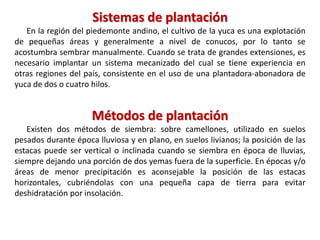 Sistemas de plantación
En la región del piedemonte andino, el cultivo de la yuca es una explotación
de pequeñas áreas y generalmente a nivel de conucos, por lo tanto se
acostumbra sembrar manualmente. Cuando se trata de grandes extensiones, es
necesario implantar un sistema mecanizado del cual se tiene experiencia en
otras regiones del país, consistente en el uso de una plantadora-abonadora de
yuca de dos o cuatro hilos.
Métodos de plantación
Existen dos métodos de siembra: sobre camellones, utilizado en suelos
pesados durante época lluviosa y en plano, en suelos livianos; la posición de las
estacas puede ser vertical o inclinada cuando se siembra en época de lluvias,
siempre dejando una porción de dos yemas fuera de la superficie. En épocas y/o
áreas de menor precipitación es aconsejable la posición de las estacas
horizontales, cubriéndolas con una pequeña capa de tierra para evitar
deshidratación por insolación.
 