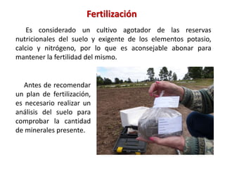 Es considerado un cultivo agotador de las reservas
nutricionales del suelo y exigente de los elementos potasio,
calcio y nitrógeno, por lo que es aconsejable abonar para
mantener la fertilidad del mismo.
Fertilización
Antes de recomendar
un plan de fertilización,
es necesario realizar un
análisis del suelo para
comprobar la cantidad
de minerales presente.
 