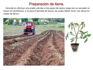 Preparación de tierra.
Consiste en efectuar una arada y de dos a tres pases de rastra; luego con un surcador se
hacen los camellones, si es para el periodo de lluvias, las cuales deben tener una altura no
mayor de 30 cm.
 
