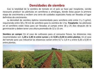 Densidades de siembra
Casi la totalidad de la siembra de tomate en el país se hace por trasplante, siendo
necesario producir las plántulas en semilleros o almácigos, donde éstas pasan la primera
etapa de crecimiento y reciben una serie de cuidados especiales hasta ser llevadas al lugar
definitivo de crecimiento.
La densidad de siembra óptima recomendada para semillero está entre 3 y 5 g/m2,
requiriendo entre 50 y 70 m2 de semillero para la siembra de 1 ha. Trasplante: las plántulas
en el semillero están listas para ser llevadas al campo entre 18 y 25 días después de la
germinación y deben tener una altura promedio de 12 a 15 cm.
Siembra en campo: En el caso de cultivares para el consumo fresco, las distancias más
recomendadas son: 1,20 a 1,40 m entre surcos y de 0,30 a 0,50 m entre plantas. En el caso
del tomate para uso industrial las distancias varían entre 0,7 a 1,0 m y entre 0,20 a 0,30 m
entre plantas.
 