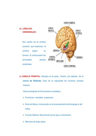 b) LÓBULOS
   CEREBRALES:




   Son partes de la corteza

   cerebral que subdivide el

   cerebro       según       su

   función .A continuación los

   principales           lóbulos

   cerebrales.




c) LÓBULO FRONTAL: Situado en la parte interior, por delante de la

   cisura de Rolando. Este da la capacidad de moverse (corteza

   motora).


   Área encargada de los procesos complejos.


   • Funciones mentales superiores.


   • Área de Broca, involucrada en el procesamiento del lenguaje y del

      habla.


   • Función Motora: Movimiento de los ojos y orientación .


   • Memoria de largo plazo.
 