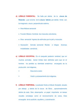 d) LÓBULO PARIENTAL:            Se halla por detrás     de la    cisura de

     Rolando y por encima de la cisura lateral, por detrás limita con

     la imaginaria cisura perpendicular externa.


     • Área Motora sensorial


     • Función Motora: Controla los músculos voluntarios.


     • Área sensorial: Ingreso de estímulos por la piel y músculos.


     • Asociación     Somato sensorial: Recibe       e integra    diversas

         modalidades sensitivas.



e) LÓBULO OCCIPITAL: Es el casquete posterior cerebral, que en

     muchos animales      tienen limites bien definidos pero que en el

     hombre     ha perdido su identidad anatómica       encargado de la

     producción de imágenes.

                     Área de la visión


                     Visión y procesamiento de imágenes.




f)   LÓBULO TEMPORAL: Localizado frente al lóbulo Occipital, situado

     por debajo     y detrás de la cisura   de Silvio , aproximadamente

     detrás de cada Sien, desempeña un papel importante en tareas

     visuales complejas como el reconocimiento de caras. Esta

     encargado de la audición, equilibrio, y coordinación.
 