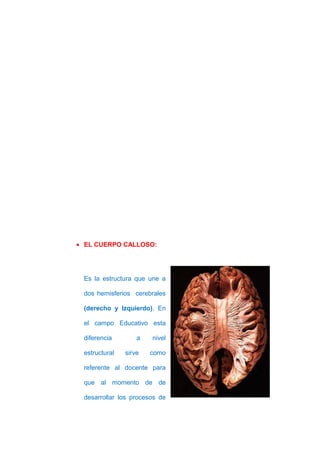 • EL CUERPO CALLOSO:




 Es la estructura que une a

 dos hemisferios cerebrales

 (derecho y Izquierdo). En

 el campo Educativo esta

 diferencia        a   nivel

 estructural   sirve   como

 referente al docente para

 que al momento de de

 desarrollar los procesos de
 