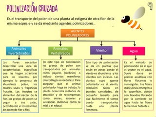 AGENTES
POLINIZADORES
VientoAnimales
Vertebrados
Animales
Invertebrados
Es el transporte del polen de una planta al estigma de otra flor de la
misma especie y se da mediante agentes polinizadores .
Este tipo de polinización
se da en plantas que
están en zonas donde el
viento es abundante y los
insectos son escasos. Las
plantas cuyo agente
polinizador es el viento,
producen polen en
grandes cantidades, de
pequeño tamaño para
que fácilmente el viento
pueda transportarlos
hasta una planta
femenina.
En este tipo de polinización
los granos de polen son
transportados por animales
como pájaros (colibríes) o
incluso ciertos mamíferos
(murciélagos o roedores). Para
asegurar que el animal
polinizador haga su trabajo, la
planta desarrolla métodos de
atracción y de recompensas
como: olores, sabores y
sustancias dulzonas como la
miel o el néctar.
Las flores necesitan
desarrollar una serie de
características específicas
que las hagan atractivas
para los insectos, por
ejemplo la presencia de
abundante polen, los
colores vivos y fragancias
frutales. Los insectos se
alimentan del néctar de la
flor, los granos de polen se
pegan a sus patas,
permitiendo el intercambio
de polen de flor a flor.
Agua
Es el método de
polinización en el que
el vector es el agua.
Suele darse en
plantas acuáticas con
flores flotantes o
sumergidas. Las flores
masculinas emergen a
la superficie, donde
son llevadas flotando
por la corriente de
agua hasta las flores
femeninas flotantes.
 