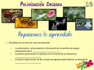 1° Completa con el termino que corresponda
a) La polinización, la fecundación y formación de la semilla son etapas
importantes de la _______________________
b) Cuando la polinización se produce en la misma flor se denomina:
______________________
c) Cuando la polinización se da a través de agentes polinizadores se denomina:
______________________
 
