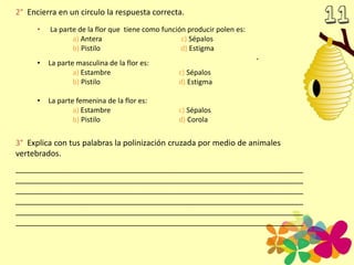 2° Encierra en un circulo la respuesta correcta.
• La parte de la flor que tiene como función producir polen es:
a) Antera c) Sépalos
b) Pistilo d) Estigma
• La parte masculina de la flor es:
a) Estambre c) Sépalos
b) Pistilo d) Estigma
• La parte femenina de la flor es:
a) Estambre c) Sépalos
b) Pistilo d) Corola
3° Explica con tus palabras la polinización cruzada por medio de animales
vertebrados.
_________________________________________________________________
_________________________________________________________________
_________________________________________________________________
_________________________________________________________________
_________________________________________________________________
_________________________________________________________________
 