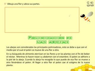 5° Dibuja una flor y ubica sus partes.
En su búsqueda de alimento aterrizan en las flores y en las plantas con el fin de beber
el néctar. Mientras lo hacen rozan su abdomen con el estambre. El polen se adhiere a
la piel de la abeja. Cuando la abeja ha recogido lo que puede de esa flor se mueve a
otra llevándose el polen. Al llegar a otra flor el polen cae al estigma de la nueva
planta.
Las abejas son consideradas las principales polinizadoras, esto se debe a que son el
medio por el cual el polen se mueve de una flor a otra.
 