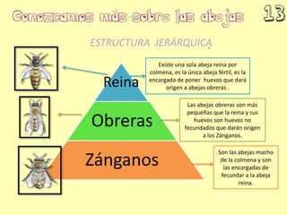 Reina
Obreras
Zánganos
Existe una sola abeja reina por
colmena, es la única abeja fértil, es la
encargada de poner huevos que dará
origen a abejas obreras .
Las abejas obreras son más
pequeñas que la reina y sus
huevos son huevos no
fecundados que darán origen
a los Zánganos.
Son las abejas macho
de la colmena y son
las encargadas de
fecundar a la abeja
reina.
ESTRUCTURA JERÁRQUICA
 