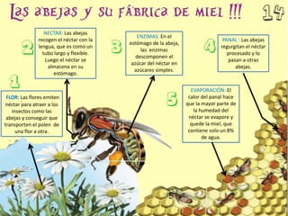 FLOR: Las flores emiten
néctar para atraer a los
insectos como las
abejas y conseguir que
transporten el polen de
una flor a otra.
NECTAR: Las abejas
recogen el néctar con la
lengua, que es como un
tubo largo y flexible.
Luego el néctar se
almacena en su
estómago.
ENZIMAS: En el
estómago de la abeja,
las enzimas
descomponen el
azúcar del néctar en
azúcares simples.
PANAL : Las abejas
regurgitan el néctar
procesado y lo
pasan a otras
abejas.
EVAPORACIÓN: El
calor del panal hace
que la mayor parte de
la humedad del
néctar se evapore y
quede la miel, que
contiene solo un 8%
de agua.
 