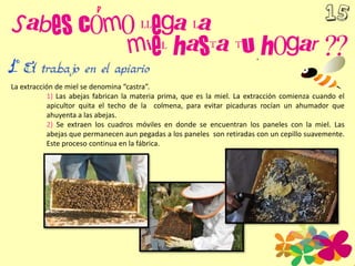 La extracción de miel se denomina “castra”.
1) Las abejas fabrican la materia prima, que es la miel. La extracción comienza cuando el
apicultor quita el techo de la colmena, para evitar picaduras rocían un ahumador que
ahuyenta a las abejas.
2) Se extraen los cuadros móviles en donde se encuentran los paneles con la miel. Las
abejas que permanecen aun pegadas a los paneles son retiradas con un cepillo suavemente.
Este proceso continua en la fábrica.
 