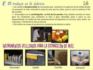 1) Se realiza el desoperculado de los panales que consiste en la apertura de las celdas donde
se encuentra la miel, retirando la capa de cera que las cubre, para lo cual se calienta el filo
del cuchillo.
2) Se prosigue con la centrifugación en frío de los panales. Este método consiste en hacer
girar los recipientes que contienen la miel a gran velocidad, poco a poco se van
desprendiendo las celdas de miel, posteriormente se depositan en una zona para quitar las
impurezas. Finalmente la miel se escurre.
3) Por último se envasa el producto en recipientes de plástico o vidrio.
Ahumador Cepillo Cuchillo Extractor
 
