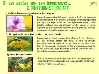 1) Cultiva flores amigables con las abejas
La pérdida de su hábitat se encuentra entre los factores que
están afectando a las abejas. Bríndales un espacio propicio
para que extraigan el néctar y transporten el polen, cultiva
plantas nativas que las atraigan en tu balcón o jardín.
Algunas de ellas son lilas, lavanda, salvia, glicinas, tomates,
calabazas, girasoles, orégano y romero.
2) No quites la mala hierba de tu espacio verde
Las abejas no discriminan entre maleza y flores cultivadas,
así que déjalas crecer por igual. Si esto te resulta
imposible, intenta dejar al menos algunas de sus flores
(ten en cuenta que las hojas verdes y el pasto crecido les
sirven como refugios). Especies como el diente de león o
los tréboles son de sus preferidas.
3) Evita los pesticidas
Recurre a medidas naturales para lidiar con las plagas de
insectos dañinos. Recuerda que los pesticidas contaminan
el aire y matan a las abejas.
 