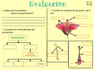 3° Escribe los nombres de las partes de la
flor.
1° Explica con tus palabras.
¿Qué es la polinización?
_____________________________________
_____________________________________
_____________________________________
_____________________________________
2° Completa las infraordinadas del
mentefacto.
POLINIZACIÓN
AGENTES
POLINIZADORES
Viento
 