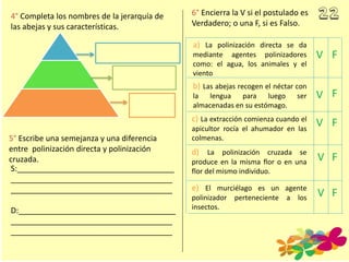 4° Completa los nombres de la jerarquía de
las abejas y sus características.
5° Escribe una semejanza y una diferencia
entre polinización directa y polinización
cruzada.
S:____________________________________
_____________________________________
_____________________________________
D:____________________________________
_____________________________________
_____________________________________
6° Encierra la V si el postulado es
Verdadero; o una F, si es Falso.
a) La polinización directa se da
mediante agentes polinizadores
como: el agua, los animales y el
viento
b) Las abejas recogen el néctar con
la lengua para luego ser
almacenadas en su estómago.
c) La extracción comienza cuando el
apicultor rocía el ahumador en las
colmenas.
d) La polinización cruzada se
produce en la misma flor o en una
flor del mismo individuo.
e) El murciélago es un agente
polinizador perteneciente a los
insectos.
V F
V
V
V
V
F
F
F
F
 
