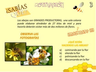 Las abejas son GRANDES PRODUCTORAS, una sola colonia
puede elaborar alrededor de 27 kilos de miel y para
hacerlo deberán visitar más de dos millones de flores.
a) caminando por la flor
b) oliendo la flor
c) polinizando la flor
d) descansando en la flor
 