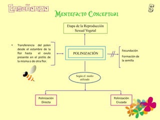 Fecundación
Formación de
la semilla
• Transferencia del polen
desde el estambre de la
flor hasta el ovulo
presente en el pistilo de
la misma o de otra flor.
POLINIZACIÓN
Etapa de la Reproducción
Sexual Vegetal
Según el medio
utilizado
Polinización
Directa
Polinización
Cruzada
 