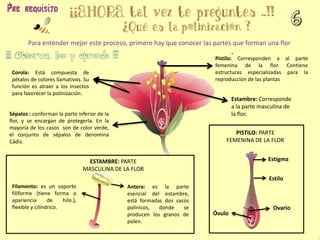 Para entender mejor este proceso, primero hay que conocer las partes que forman una flor
Corola: Está compuesta de
pétalos de colores llamativos. Su
función es atraer a los insectos
para favorecer la polinización.
Pistilo: Corresponden a al parte
femenina de la flor. Contiene
estructuras especializadas para la
reproducción de las plantas
Sépalos : conforman la parte inferior de la
flor, y se encargan de protegerla. En la
mayoría de los casos son de color verde,
el conjunto de sépalos de denomina
Cádiz.
Estambre: Corresponde
a la parte masculina de
la flor.
PISTILO: PARTE
FEMENINA DE LA FLOR
Estigma
Estilo
Ovario
Óvulo
Filamento: es un soporte
filiforme (tiene forma o
apariencia de hilo.),
flexible y cilíndrico.
Antera: es la parte
esencial del estambre,
está formadas dos sacos
polínicos, donde se
producen los granos de
polen.
ESTAMBRE: PARTE
MASCULINA DE LA FLOR
 
