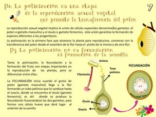 La FECUNDACIÓN inicia cuando el grano de
polen (gameto masculino) llega a la flor
formando un tubo polínico que lo conduce hasta
el ovario, donde se encuentra el óvulo (gameto
femenino), es ahí donde se produce la
fecundación fusionándose los dos gametos, para
formar una célula huevo que dará lugar al
embrión de la semilla
Tanto la polinización, la fecundación y la
formación del fruto son etapas importantes en
la reproducción de las plantas, pero se
diferencian entre ellas.
La reproducción sexual vegetal implica la unión de células especiales denominadas gametos: el
polen o gameto masculino y el óvulo o gameto femenino, esta unión garantiza la formación de
especies diferentes a los progenitores.
La polinización es la primera fase que atraviesa la planta para reproducirse, comienza con la
transferencia del polen desde el estambre de la flor hasta el pistilo de la misma o de otra flor.
FECUNDACIÓN
Tuvo
polínico
Óvulo
Ovario
Filamento
Antera
 